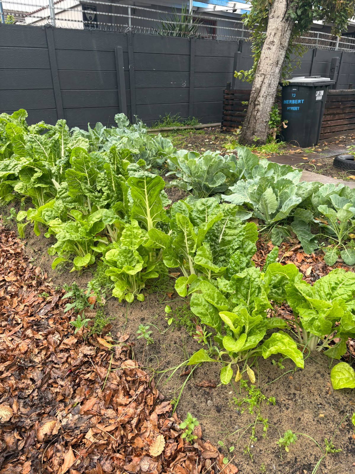 garden2