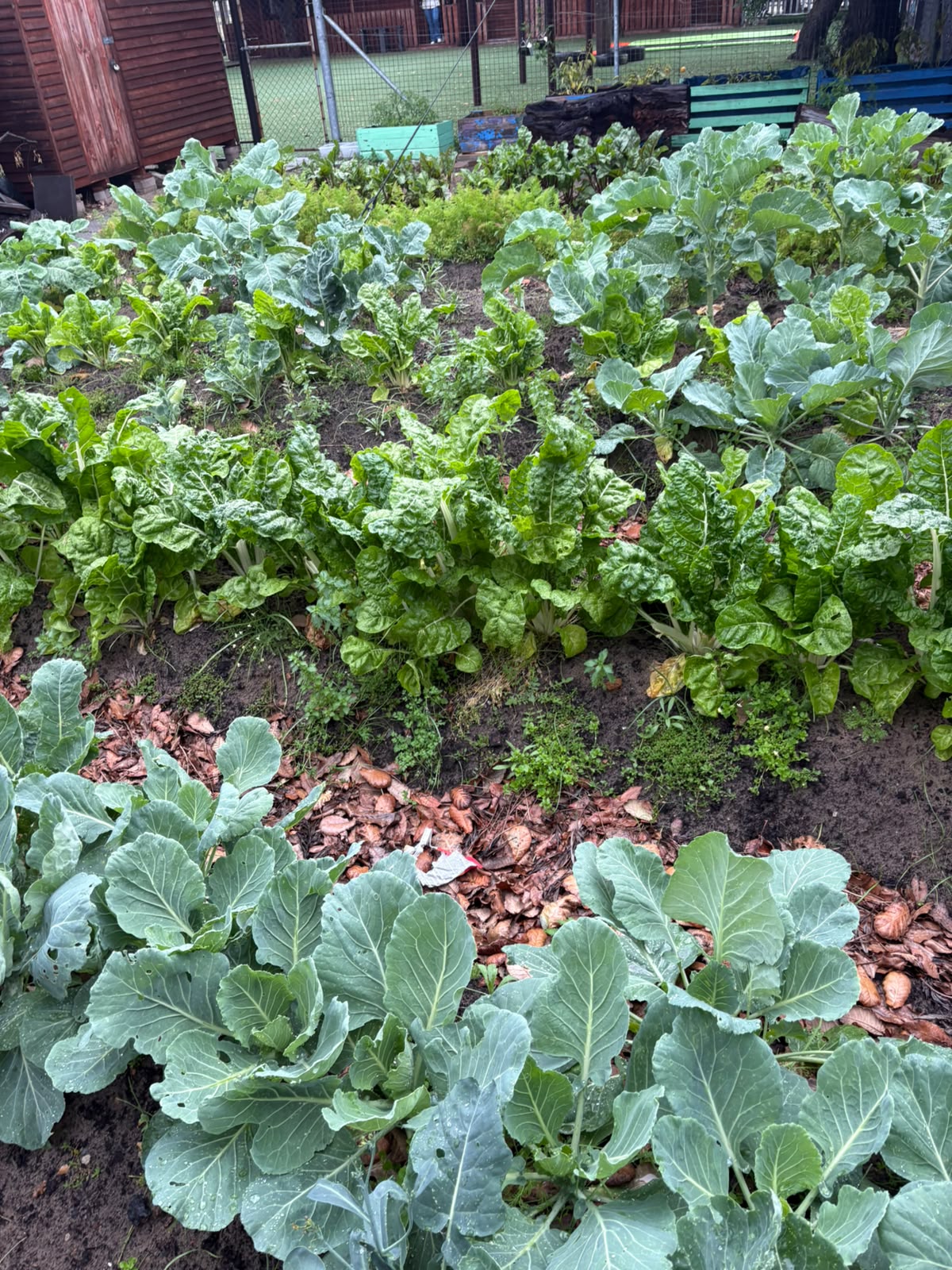 garden3