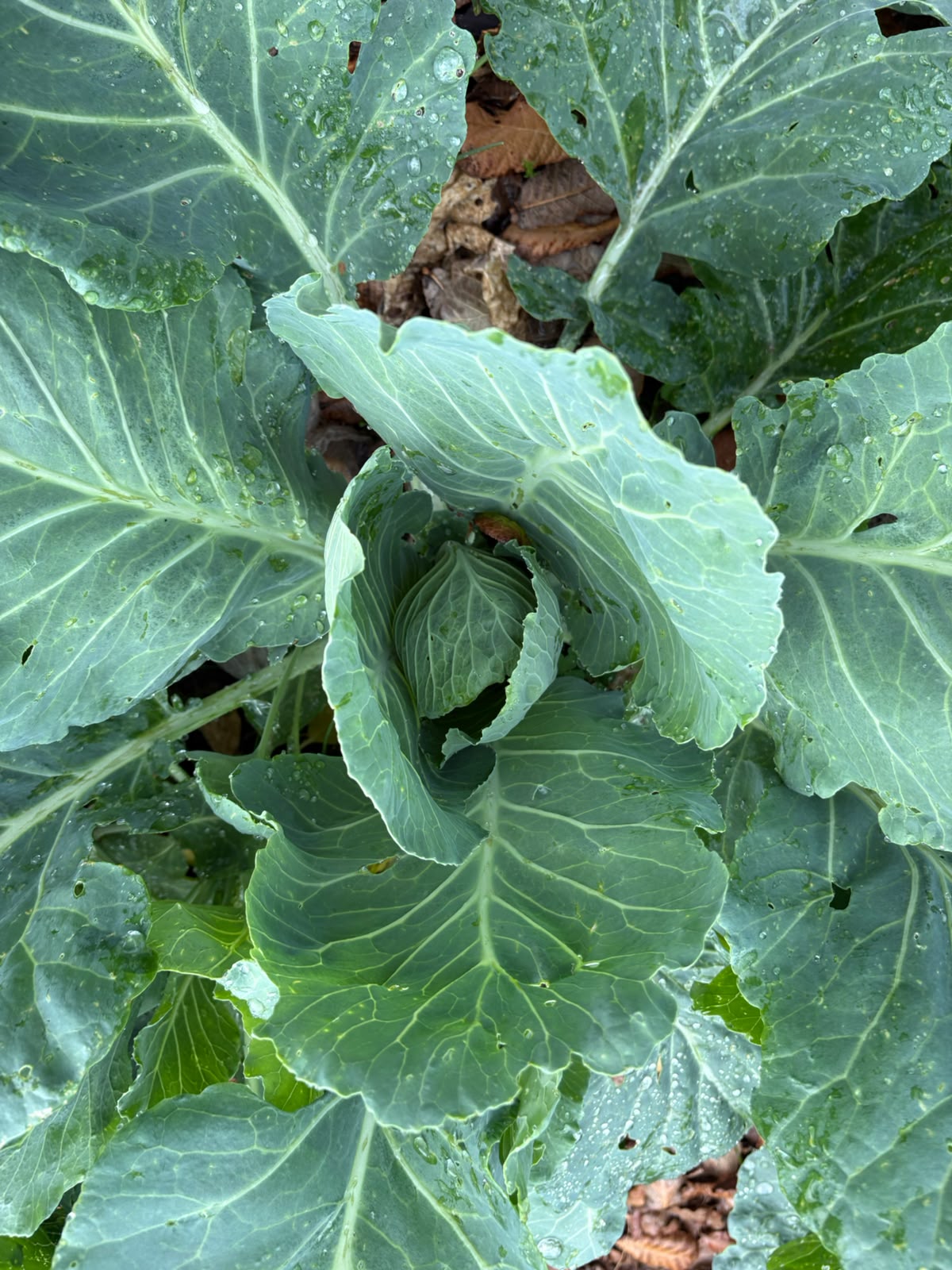 garden4
