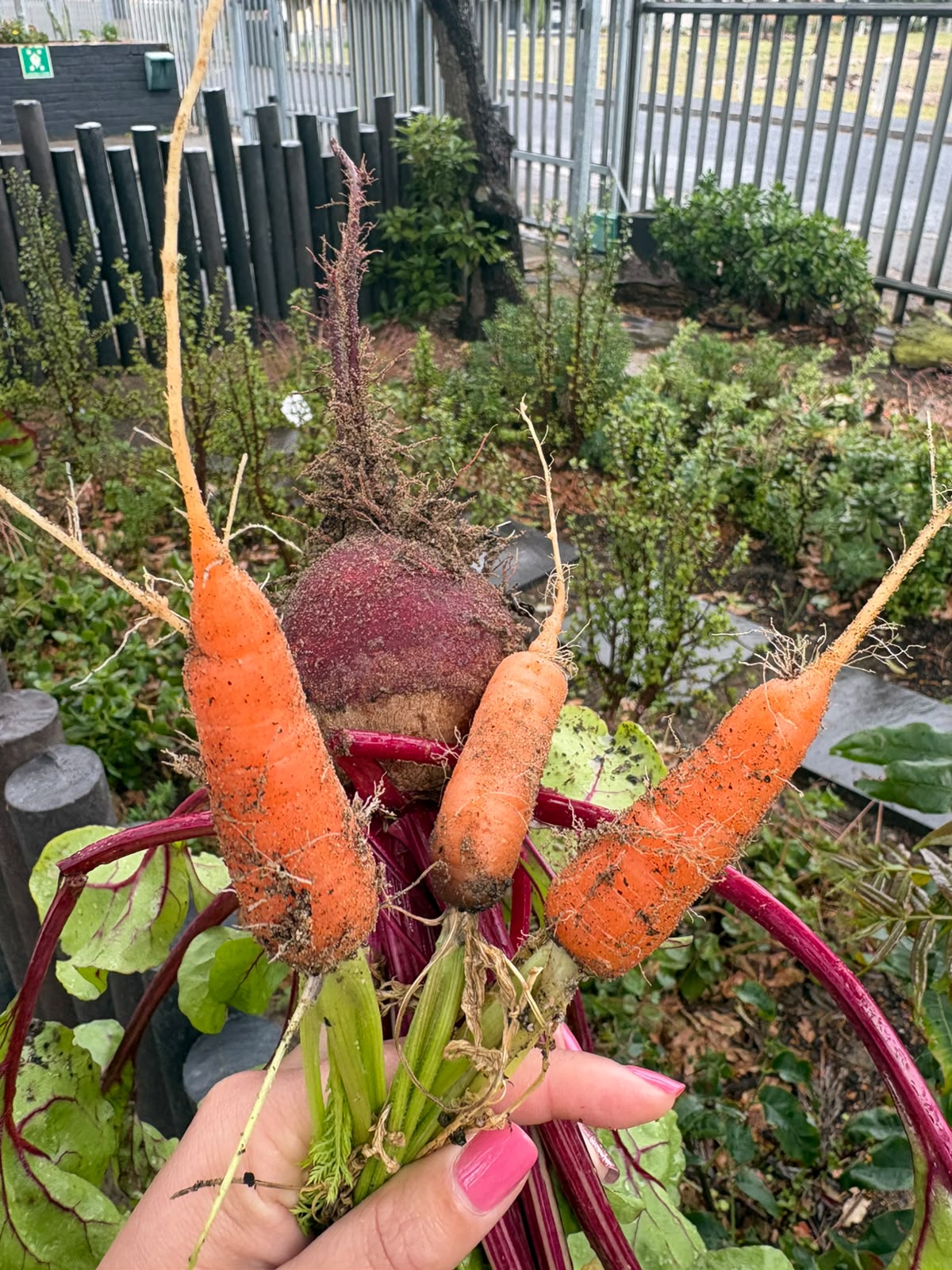 garden5